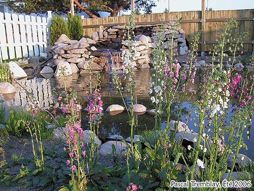 Faire un Bassin ou étang au jardin à la maison - Plantes aquatiques