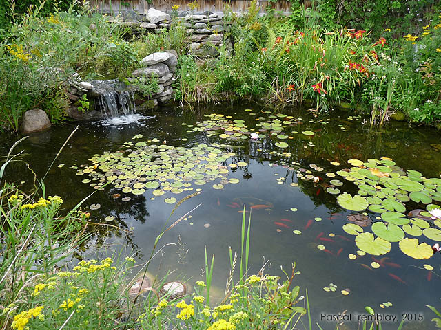 Plantes aquatiques au bassin de jardin - Plantation d'un jardin d'eau