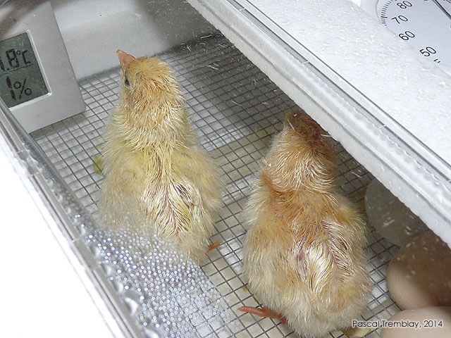 couveuse - incubateurs - incubatiion oeufs - avoir poussins - nourrir poussin - maladies poussins - poussin jaune