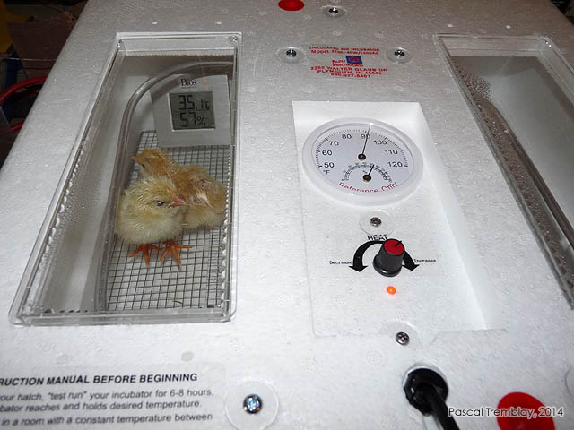 Éleveuse - Incubation artificielle - Durée incubation oeufs de poules