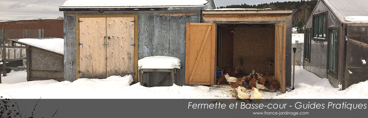 Guide pour garder ses poules au chaud en hiver - Acheter ou construire un poulailler