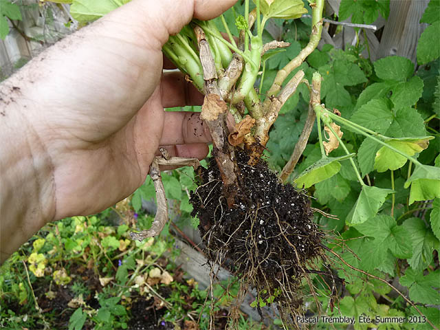 Les Géraniums - Jardinage automnal - Déterrer les géraniums à l'automne pour les entreposer