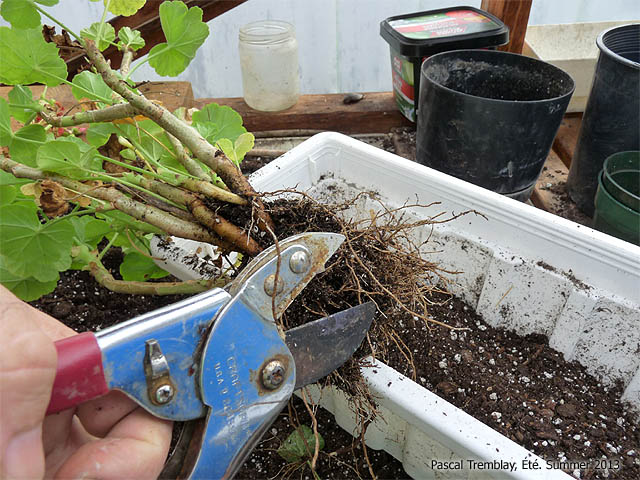 Entretien des Graniums - Couper les racines des graniums pour la transplantation - Nettoyer les plants de granium