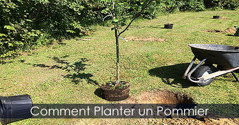 Conseils pour la plantation et la culture des pommiers - Comment planter un pommier