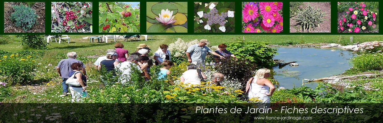 Plantes horticoles de Jardin - Liste et fiches descriptives photos des plantes de jardin - Identifier plantes