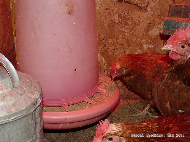 Le Poulailler - Fabriquer Poulailler - Nourrir les poules - Nourriture des poules