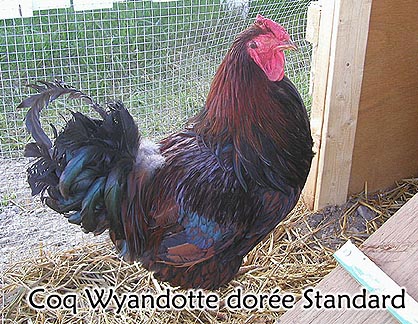 Coq Wyandotte
