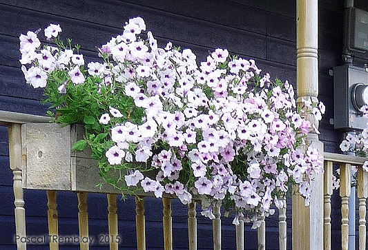 Plants de fleurs de pétunias ou surfinias - Pétunias cascade - Pétunias en fleurs pour les balcons et terrasse - Culture des pétunias