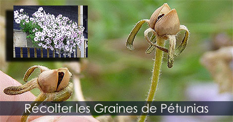 Comment récolter les graines ou semences de pétunia ou surfinia - Guide instructions photos