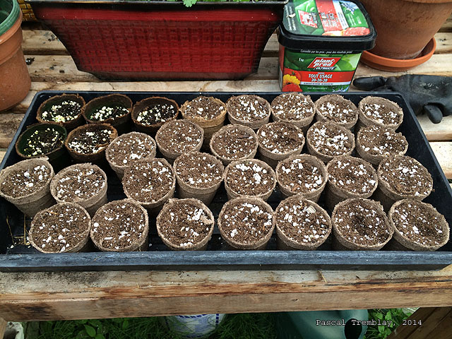 Semis de tournesols - Planter des graines de tournesol - Plantation tournesols