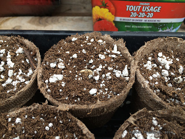 Comment planter des Graines de Tournesol - Guide de plantation des tournesols