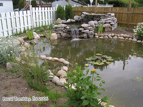 Bassin extérieur - Étang au jardin - Jardinage aquatique - Filtration naturelle