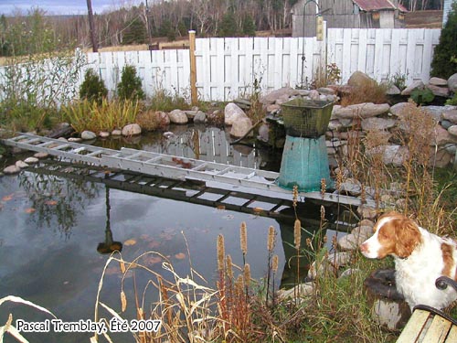 Système antigel pour jardin d'eau - Déglaceur pour étang - Hivernation des poissons
