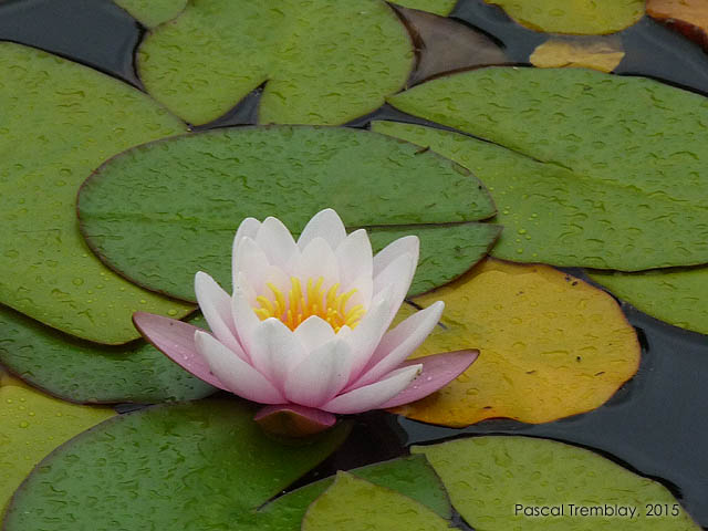 Amnager un bassin de jardin - Ajout de plantes aquatiques au jardin d'eau - Nnuphar au bassin de jardin