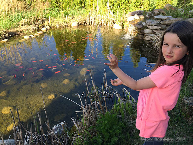 Comment nourrir les poissons au bassin de jardin - Nourriture pour koïs et poissons de jardin d'eau