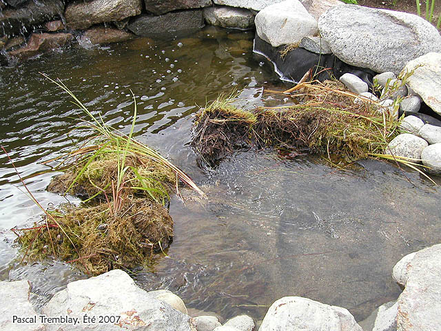 Filtre pour bassin extérieur - Comment faire un filtre naturel pour bassin