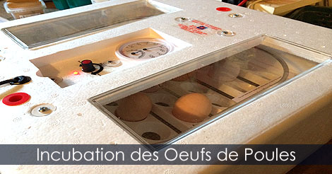Incubation des oeufs dans une couveuse automatique - Guide d'incubation des oeufs de poules