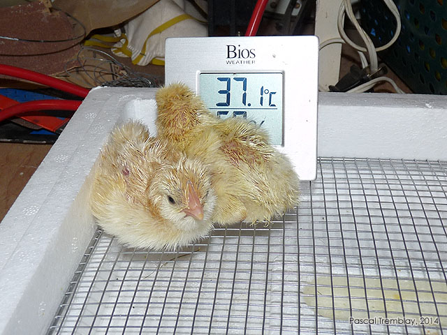 Incubation artificielle des oeufs - Couveuse pas cher - Fabriquer une couveuse - Couveuse oiseaux - achat Couveuse