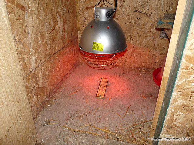Ampoules chauffantes éleveuse - lampe infrarouge poussins - Accessoires pour éleveuse à poussins