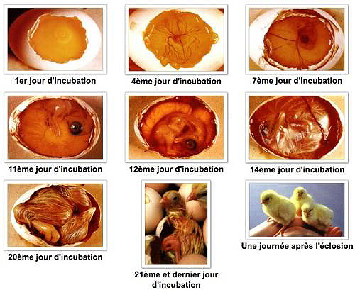 Embryon de poussin - Incubation des oeufs de poules - Stades de développement des oeufs de poules