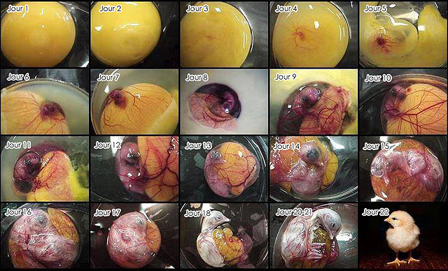 Développement de l'embryon d'un poussin - Oeuf fécondé - Développement embryon oiseau
