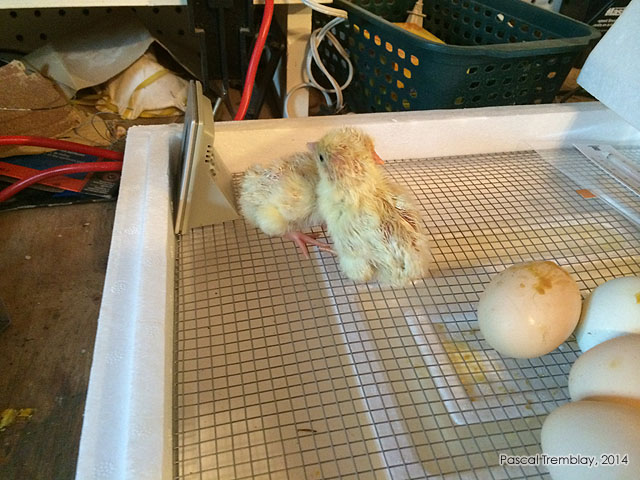 Séchage poussins - Éleveuse poules - Faire éclore des oeufs - Couveuse à ventilation dynamique