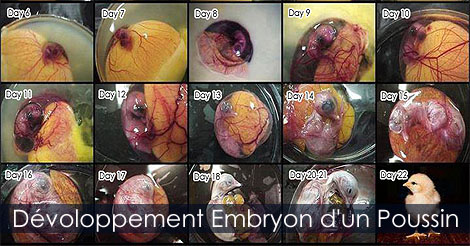 Voir les stades de développement de l'embryon d'un poussin - Photos des étapes de développement d'un embryon de poulet