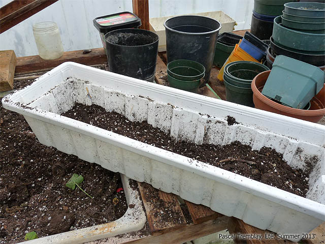 Rentrer ses géraniums - Jardinière ou pots pour rempoter les géraniums en hiver