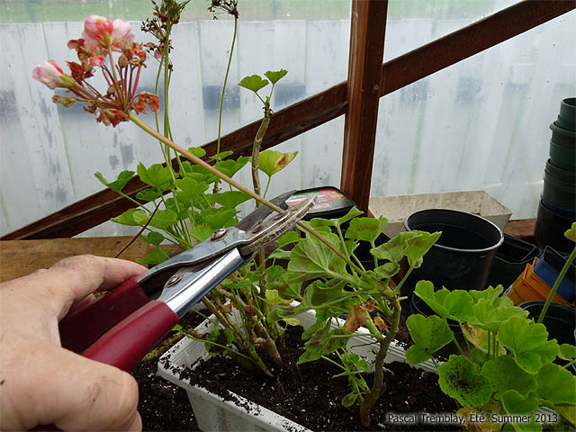 Tailler Géraniums - Comment entretenir les plants de géraniums ou pélargoniums