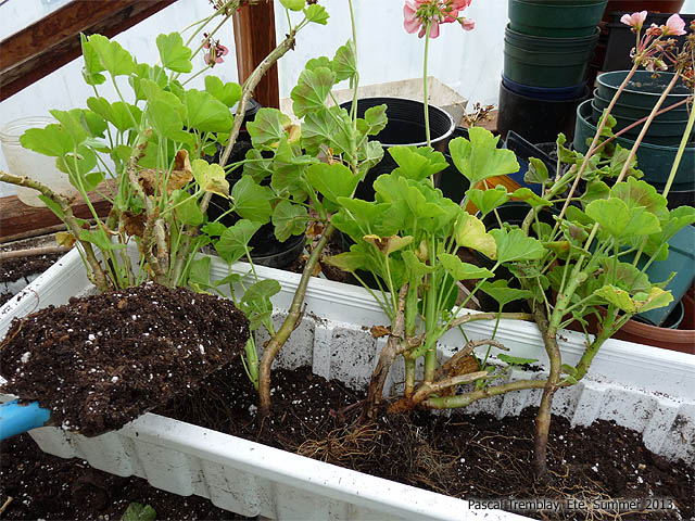 Planter des Géraniums - Transplanter des géraniums - Comment faire pousser des géraniums