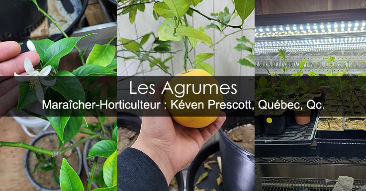 Cultiver les agrumes