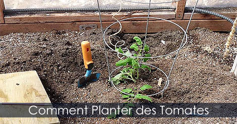 Comment planter des plants de tomates - Attacher des plants de tomates