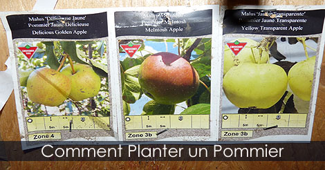 Comment Planter un Pommier au Jardin - Conseils de plantation d'un Pommier