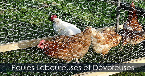 Poulailler mobile au Potager - Utiliser les poules comme moyen de lutte contre les insectes