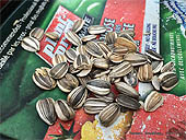Partir des plants de tournesol - Semer des graines de tournesol