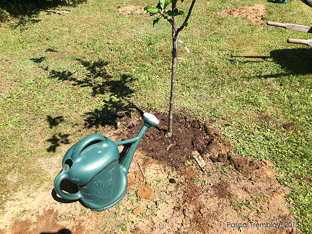 Comment planter et arroser un pommier - Guide de plantation d'abres fruitiers au jardin