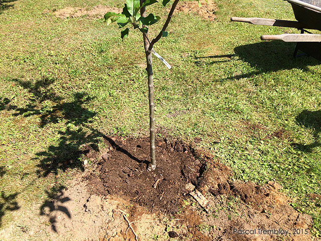 Étapes pour planter un pommier - Guide de plantation de pommiers - Comment planter un pommier