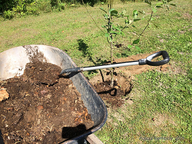 Mélange de terreau ou substrat pour la plantation d'un pommier - Comment planter un pommier au jardin - Conseils pour la plantation d'un pommier