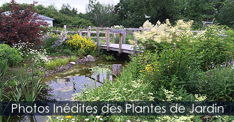 Plantes de Jardin - Trouver une plante - Les types de plantes