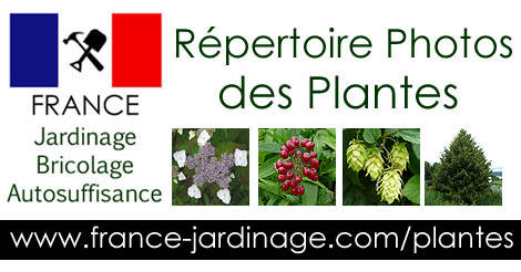 Les Plantes des Jardins - Guide horticole des plantes - Guide de culture des plantes