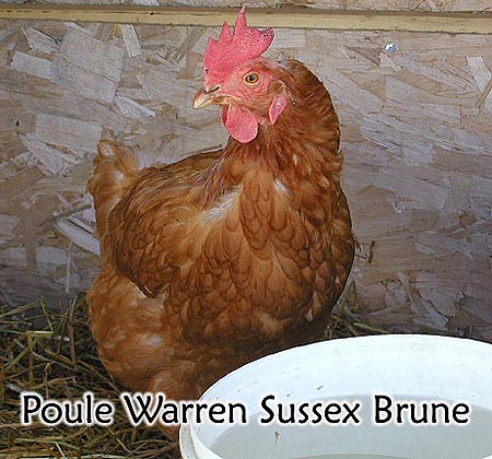 Poule Warren Sussex