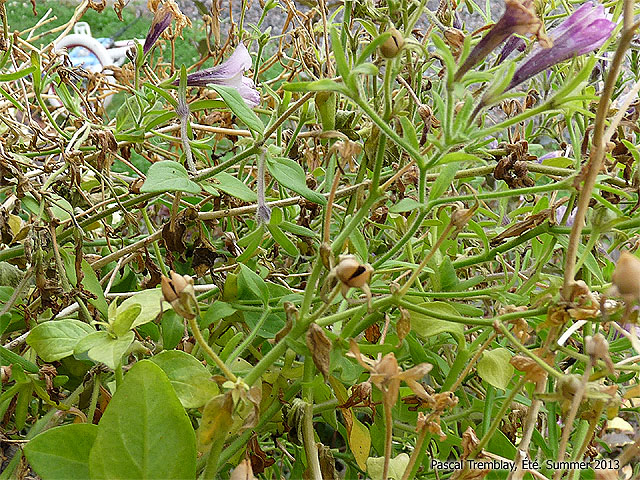 Semences de pétuniuas - Récolter les semences de pérunias - Multiplier les plantes annuelles - Graines de pétunias