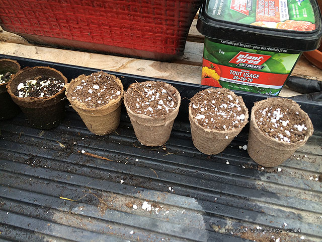 Cultiver des tournesols à partir des semences - Faire pousser des tournesol