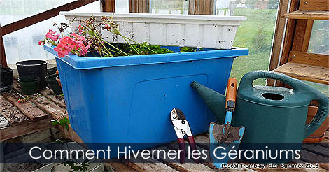 Les Géraniums - Rentrer les géraniums pour les faire hiverner et les sauver